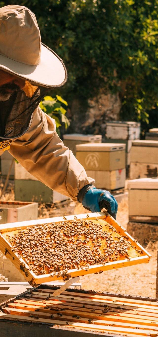 Bee Farm Μιχαλάτος