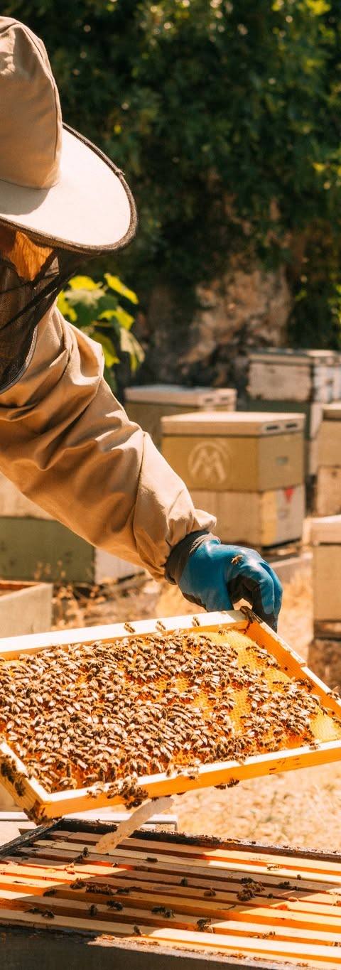 Bee Farm Μιχαλάτος
