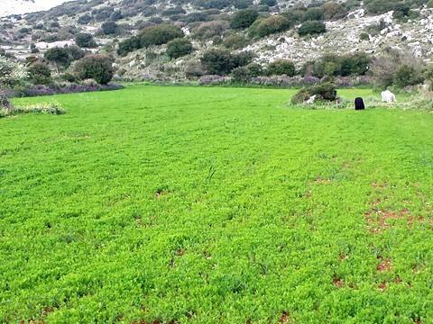 Παραγωγοί Φακής Εγκλουβής - Γιωργίτσα Βανδώρου