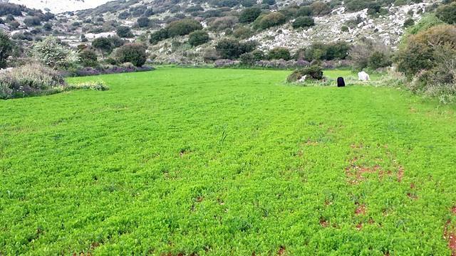 Παραγωγοί Φακής Εγκλουβής - Γιωργίτσα Βανδώρου