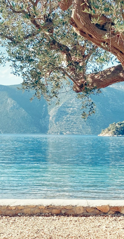 Aetos Ithaki Olive Grove