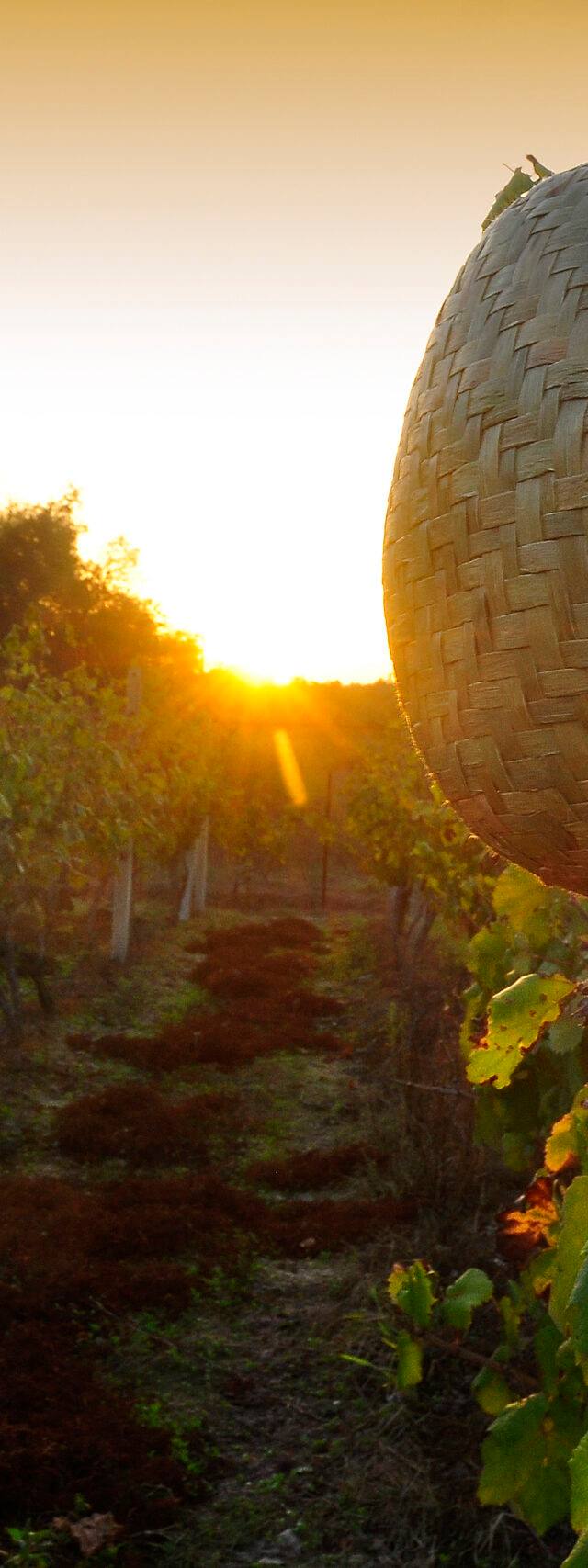 Pontiglio Winery